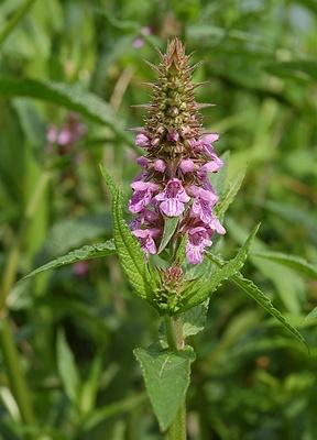 http://etnofarmakologia.hu/galeria/jpg/betonica_officinalis.jpg