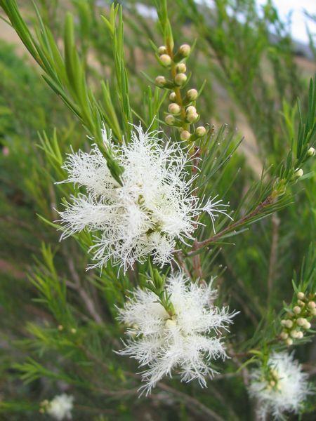 http://www.herbgarden.co.za/mountainherb/herbinfo.php?id=70