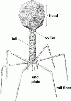 Bacteriophage