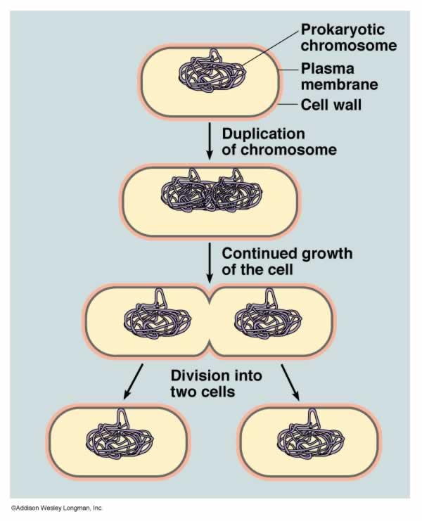 Binary fission