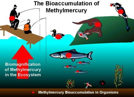 Metilhigany biomagnifikáció