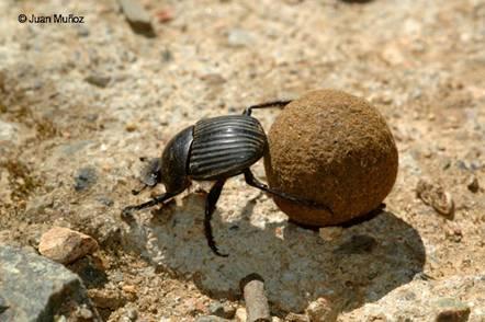 Geotrupes stercorarius