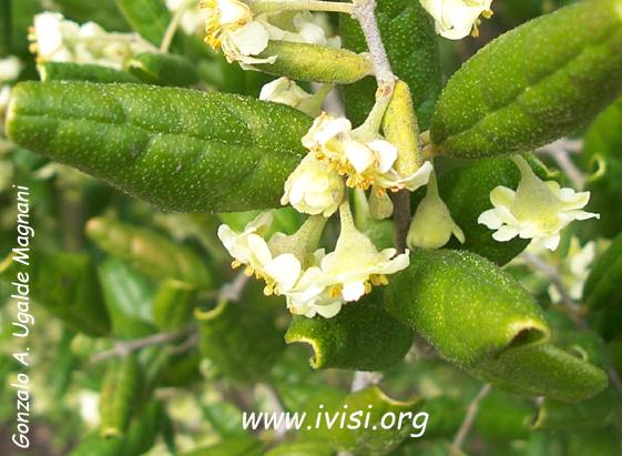 http://www.ivisi.org/html/avellanita.html