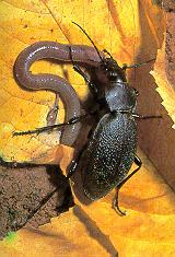 Carabus coriaceus