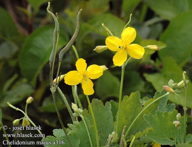 http://www.hlasek.com/Chelidonium_majus_a316.html