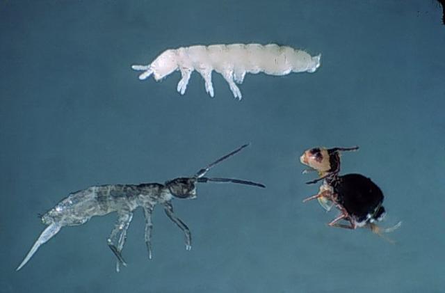 Collembola