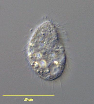 Colpoda steinii