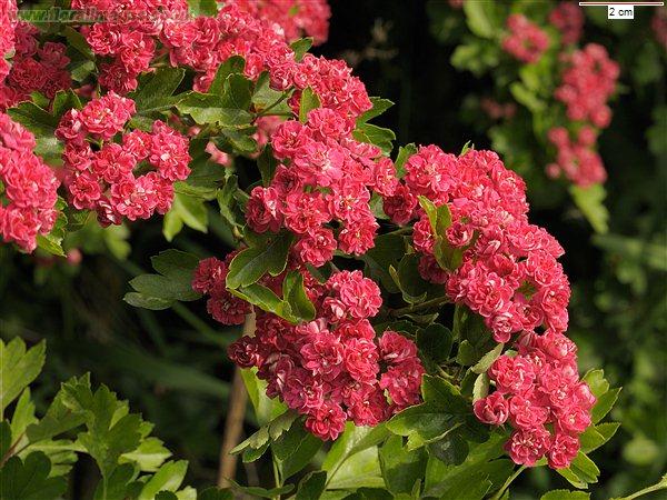 http://www.floralimages.co.uk/page.php?taxon=crataegus_laevigata,2
