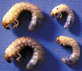 http://www.szepzold.hu/files/Image/Zajcz%20Istv%C3%A1n/A%20bog%C3%A1r,%20amit%20