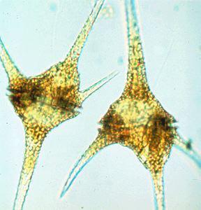 Dinoflagellates