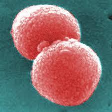 Pneumococcus