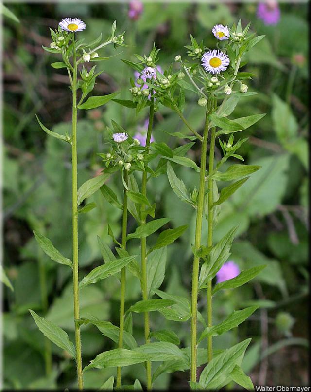 http://www.uni-graz.at/walter.obermayer/plants-of-styria/images/erigeron-annuus.
