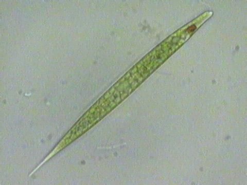 http://www.nwnature.net/micro_org/images/euglena_02.jpg