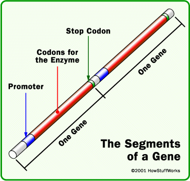 http://static.howstuffworks.com/gif/evolution-gene.gif