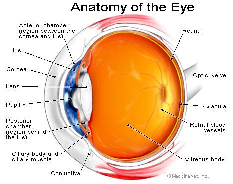 http://alternativeremedies.files.wordpress.com/2009/09/eye_cutaway.jpg?w=468&h=3