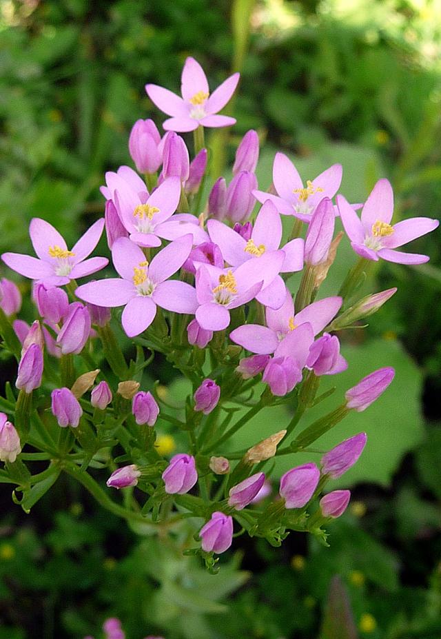 http://www.orszagalbum.hu/kis-ezerjofo-szazforintos-fo-centaurium-erythraea-_p_2