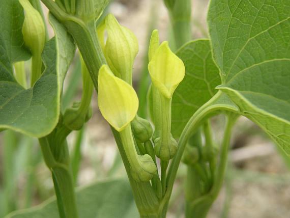 http://botany.cz/en/aristolochia-clematitis/