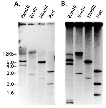 Southern blot analízis 