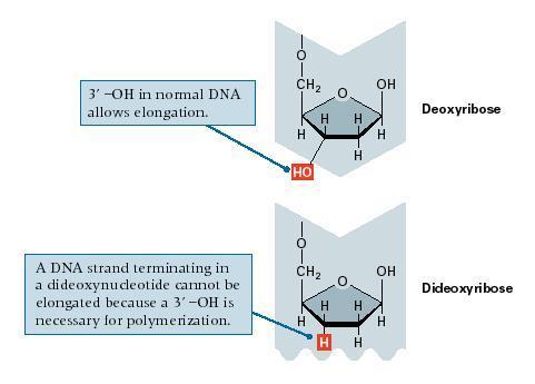 http://www.cbs.dtu.dk/staff/dave/roanoke/genetics980211.html