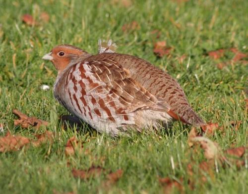 Perdix perdix