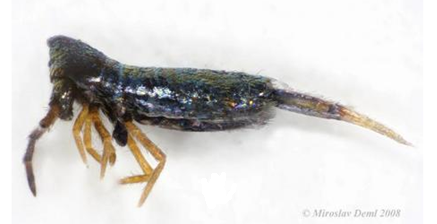 Lepidocyrtus paradoxus