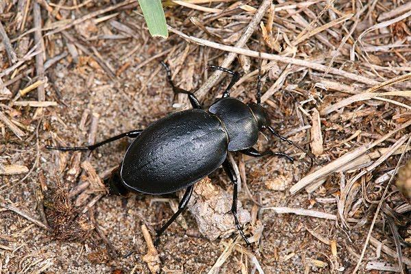 Magyar futrinka (Carabus hungaricus)