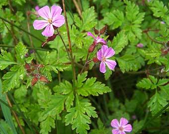 http://www.hainaultforest.co.uk/6Maytime%20flowers.htm