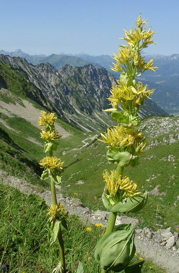 http://elmundoysusplantas.blogspot.com/2010/11/gentiana-lutea-propiedades.html