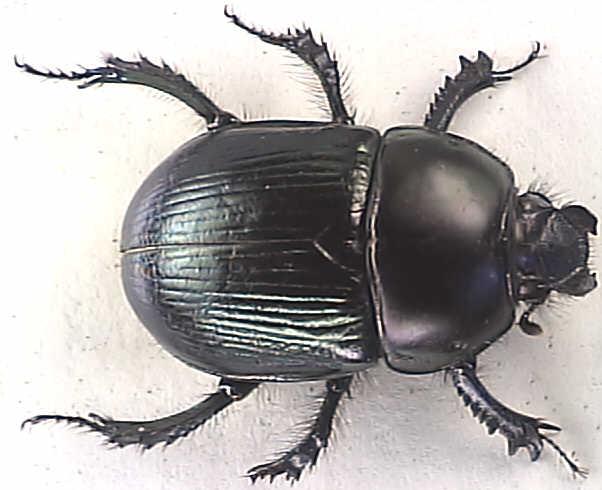 Nagy ganajtúró (Geotrupes stercorarius)