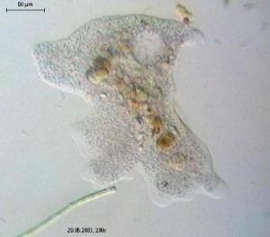 Amoebae