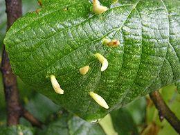 Gubacsatkák (Eriophydae)