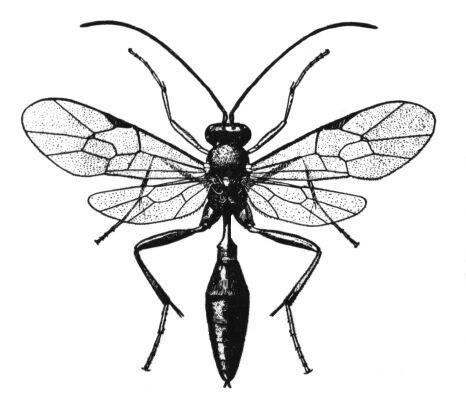 Gyapjaslepke-fürkész