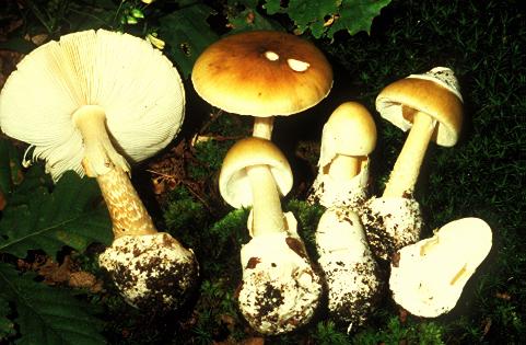 Gyilkos galóca (Amanita phalloides)