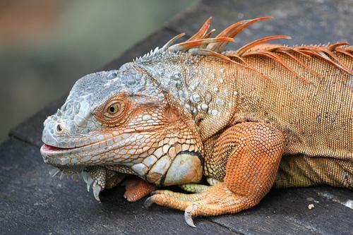 hüllők (Reptilia vagy Sauropsida)