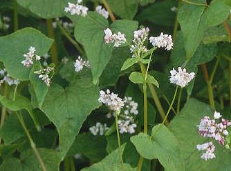 http://www.terebess.hu/tiszaorveny/zoldseg/pohanka.html
