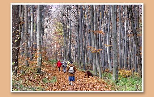 http://www.szafi.hu/szetter-barati-tarsasag/fotok/hirek-kirandulas-nov-4.jpg