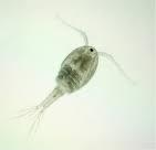 zooplankton