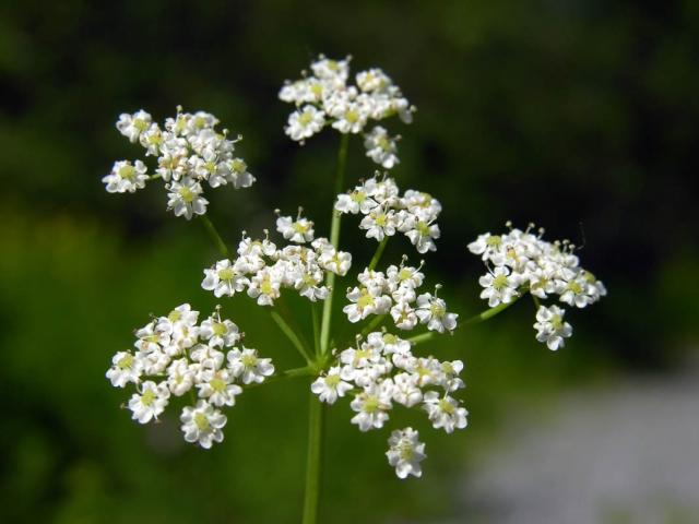 http://www.luontoportti.com/suomi/en/kukkakasvit/caraway