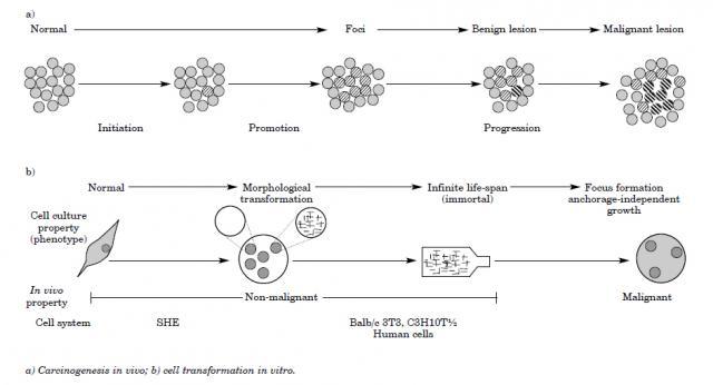 http://ecvam.jrc.it/publication/WorkshopReport39.pdf