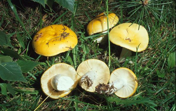 Krómsárga galambgomba, Russula claroflava