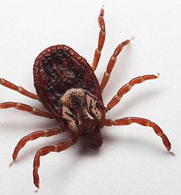 http://drinfo.hu/betegsegek/betegseg-abc/fertozo-betegsegek/lyme-kor