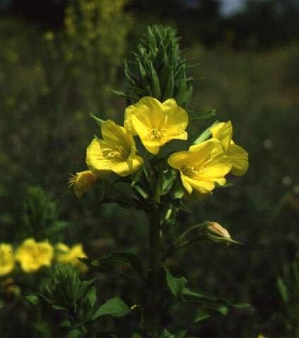ligetszépe