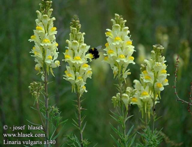 http://www.hlasek.com/linaria_vulgaris_a140.html
