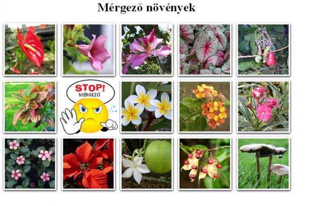 Mérgező növények otthon és a kertben