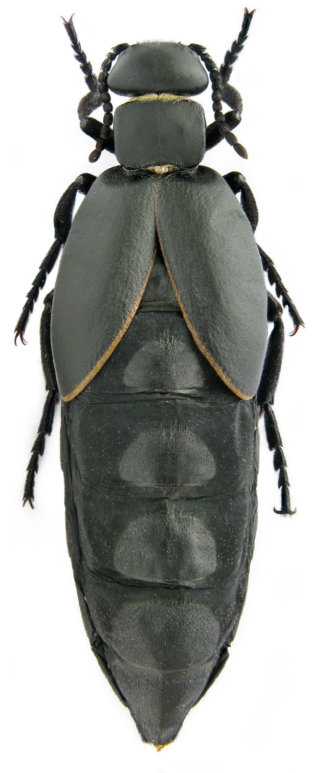 Magyar nünüke
