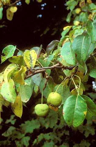 Magyar vadkörte (Pyrus magyarica)