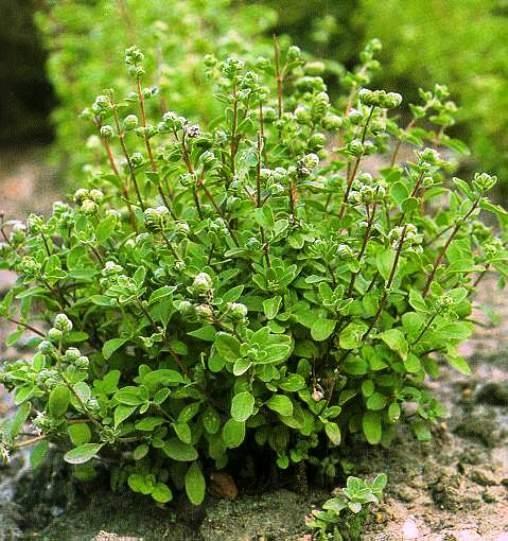http://www.herbfactory.at/majorana_horensis.html