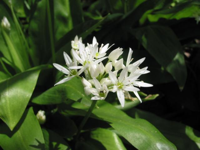 Medvehagyma