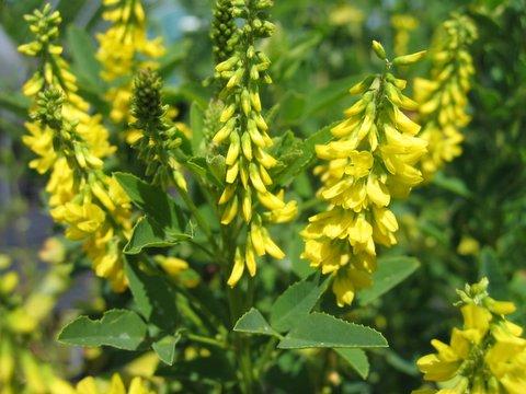 http://www.ecoflora.be/WP_melilotusofficinalis01.html