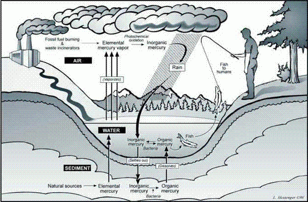 Mercury cycle